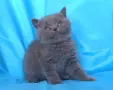 Чистокръвни Британски късокосмести котенца, снимка 6