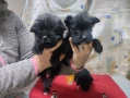 Мини Цверк шнауцер , снимка 4