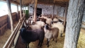 Продавам 60 овце, снимка 2