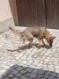 Малки немски овчарки!, снимка 15