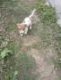 джак ръсел териер , снимка 2