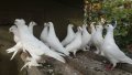Бели немски много красиви ритоални гъгъби, снимка 3
