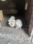 померан -шпицове, снимка 3