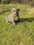 Топ Американско були покет American bully , снимка 9