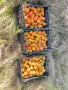Продавам овощна градина - Кайсии - 22,5 декара, снимка 8