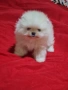 Померан мини мъжко , снимка 5