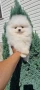 померан мини померанче, снимка 5