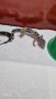 Промоция - Леопардов гекон - намалена цена, снимка 4