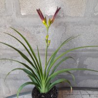 Хамерокалис (Дневна лилия), снимка 9 - Градински цветя и растения - 37211431