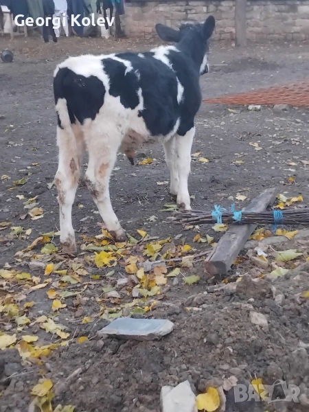 Мъжко теле на 6 месеца, снимка 1