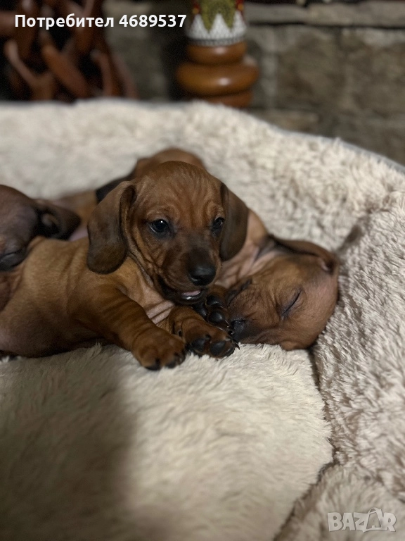 Две игриви момчета търсят своя любящ стопанин , снимка 1