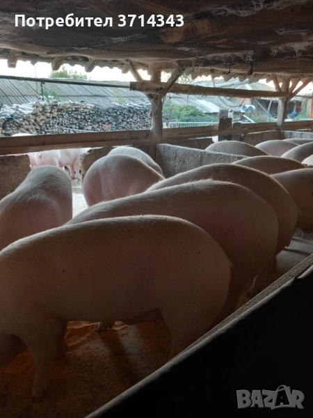 Продавам прасета, снимка 1