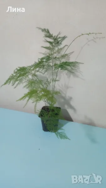 Аспарагус-Мъката на художника(Asparagus setaceus/Asparagus plumosus) , снимка 1