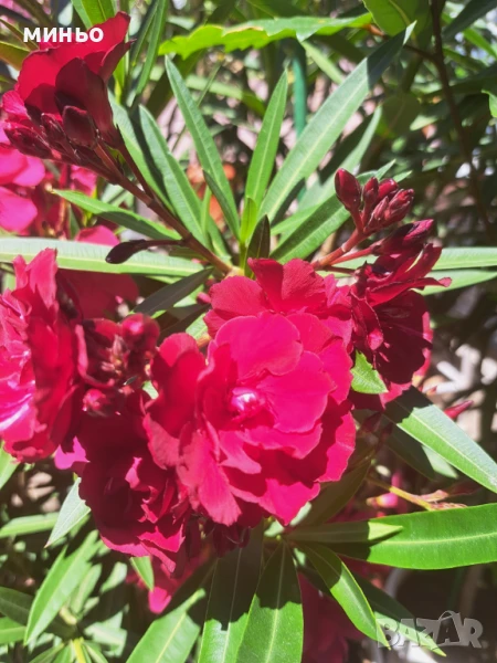 продавам олеандър - зокум, снимка 1