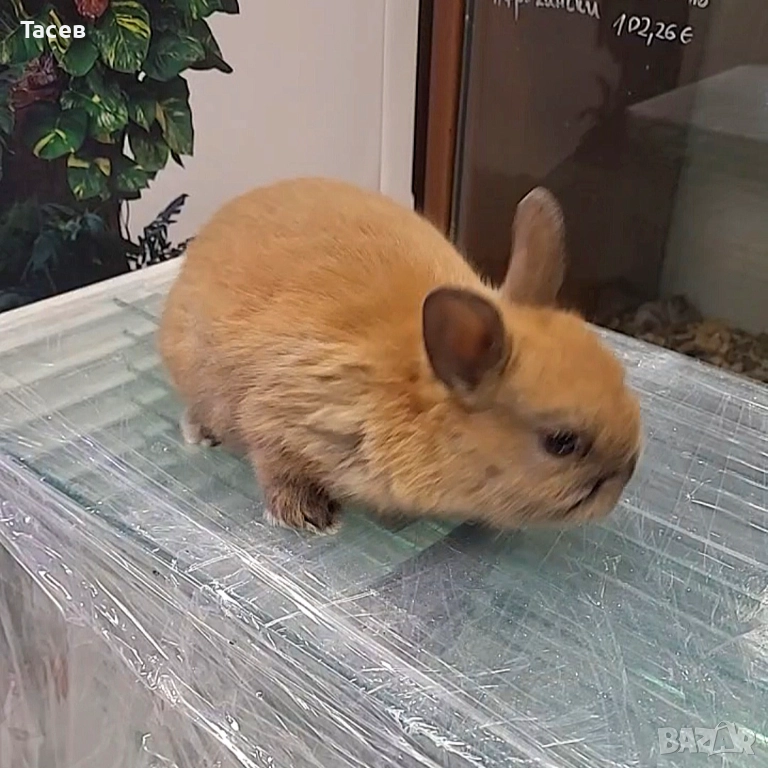 Декоративни зайчета, снимка 1