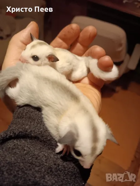 Кротки бебета захарни катерички в различни цветове - sugar glider, снимка 1