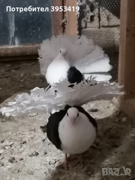 здрави птици, снимка 1