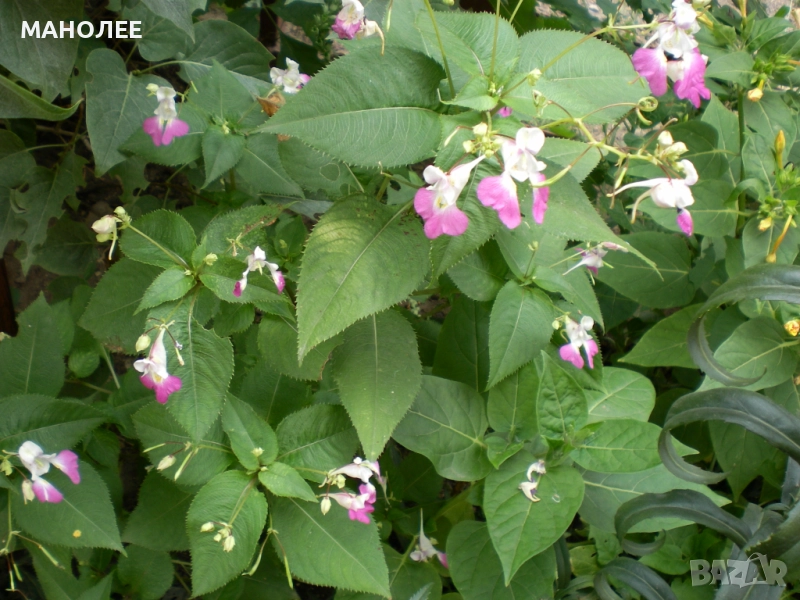 Impatiens balfourii, снимка 1