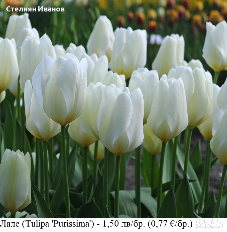 Бяло лале (Tulipa 'Purissima') – луковици, снимка 1