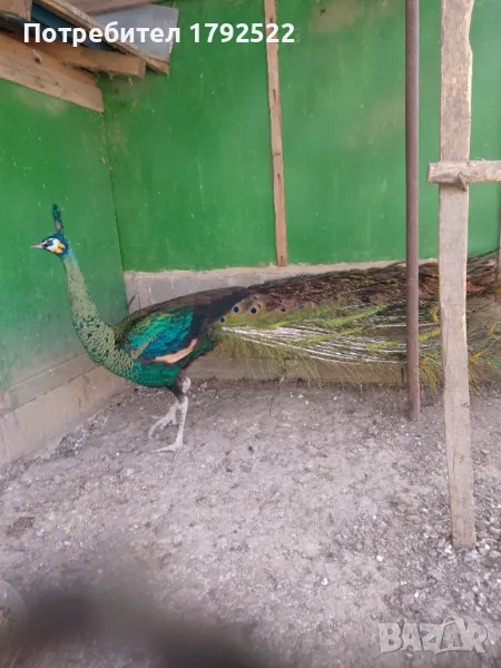 Зелен явайски паун, снимка 1