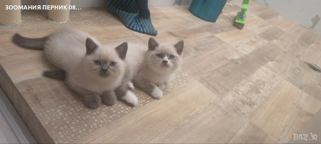 котета Британска късокосместа , снимка 1