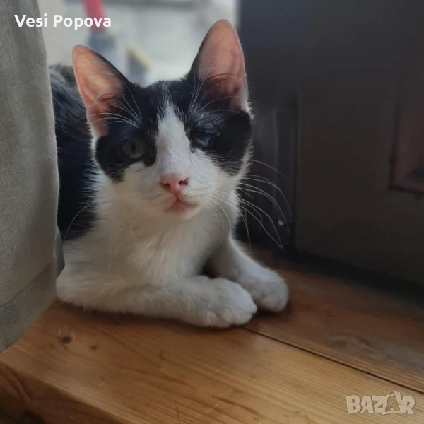 Женско коте търси дом, снимка 1