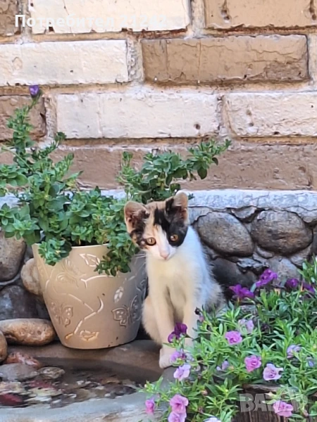 Коте си търси дом, снимка 1