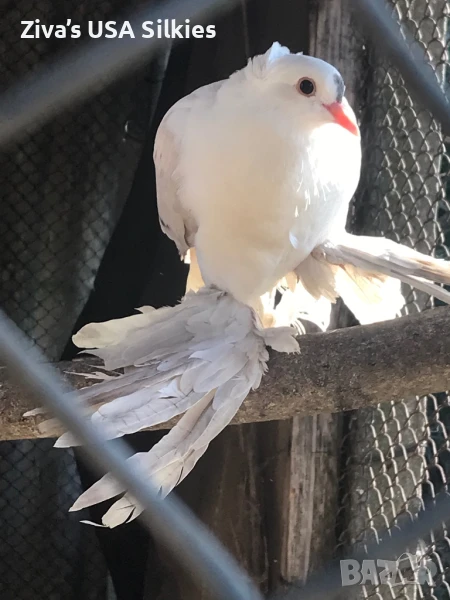 Чифт (м-ж) Гълъби Нюрнбергски чайки, снимка 1