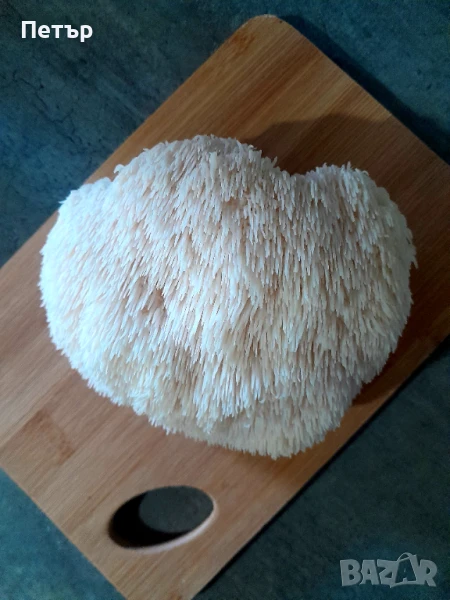 Домашно отгледани гъби Лъвска грива | Fresh Lion's Mane Mushrooms, снимка 1