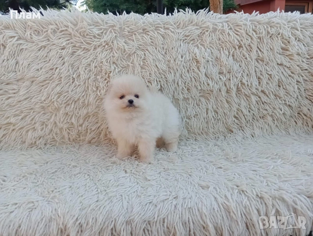 Померани.Реални снимки от 06.04.26 г. , снимка 3 - Померан - 54112151