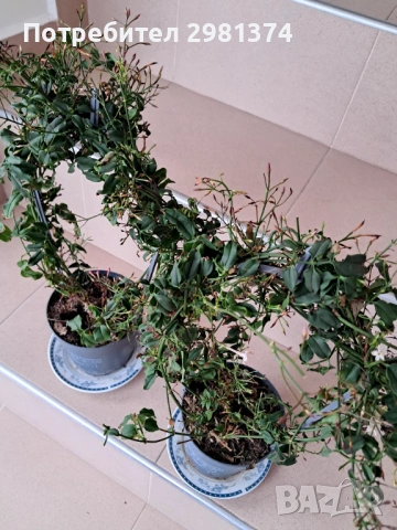 Жасмин(Ароматен-розов), снимка 3 - Стайни растения - 54063850