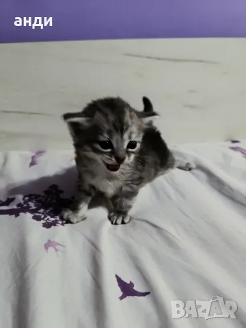 персийски британски котета , снимка 7 - Персийска - 56271497