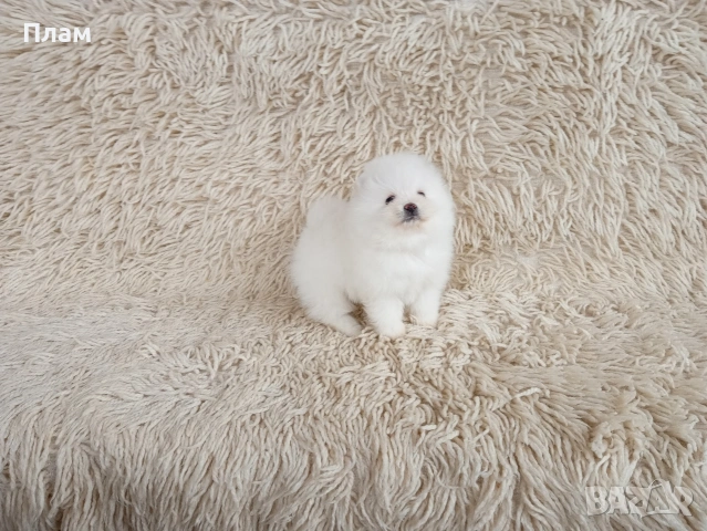 Богат избор на Померани. Реални снимки!!!, снимка 6 - Померан - 54036819