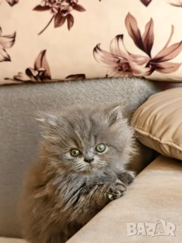 Персийски котенца, снимка 10 - Персийска - 56360279