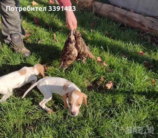 Продавам Пойнтерчета, снимка 2 - Пойнтер - 52288159