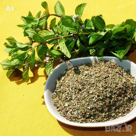 Продавам семена на Джоджен