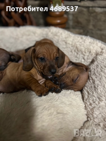 Две игриви момчета търсят своя любящ стопанин 