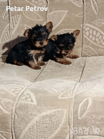 Йоркширски териер , снимка 6 - Йоркширски териер - 52983966