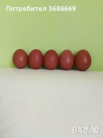 Яйца за люпене от Маран 