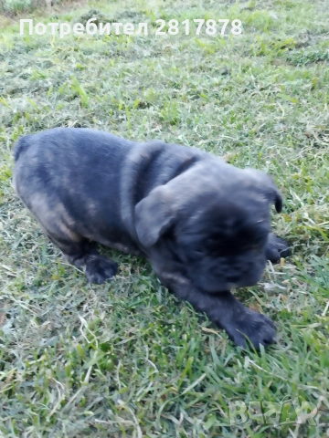 френско булдоче , снимка 3 - Френски булдог - 54160440