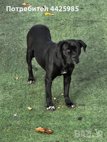 Кученца Кане Корсо, снимка 9 - Кане корсо - 54024886