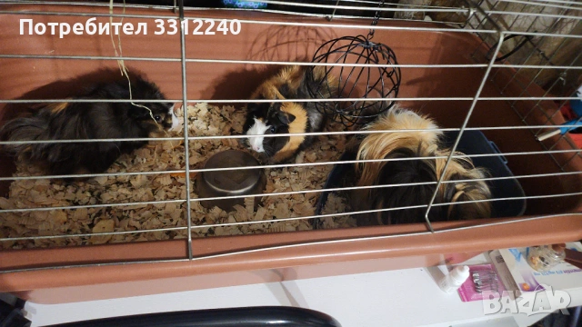 Морски свинчета, снимка 8 - Морски свинчета - 53930904