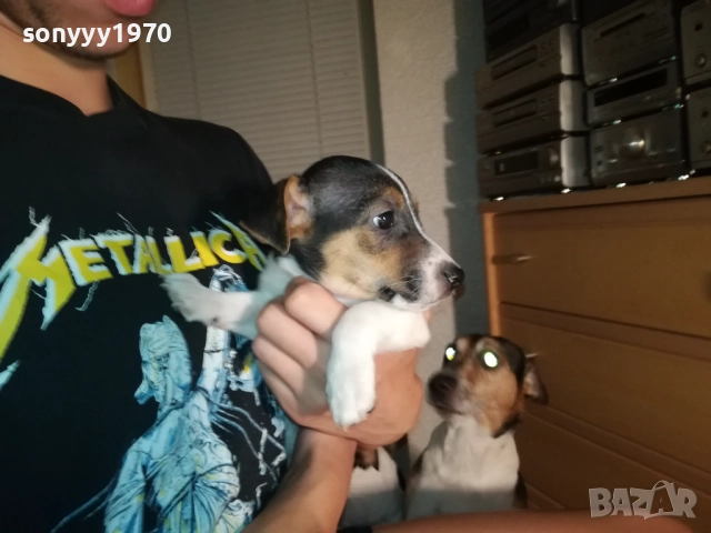 ЖЕНСКО КУТРЕ ДЖАК РЪСЕЛ 1310250645, снимка 7 - Джак ръсел териер - 52032852
