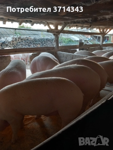 Продавам прасета