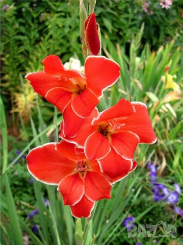 Гладиол Atom, снимка 1 - Градински цветя и растения - 44406551