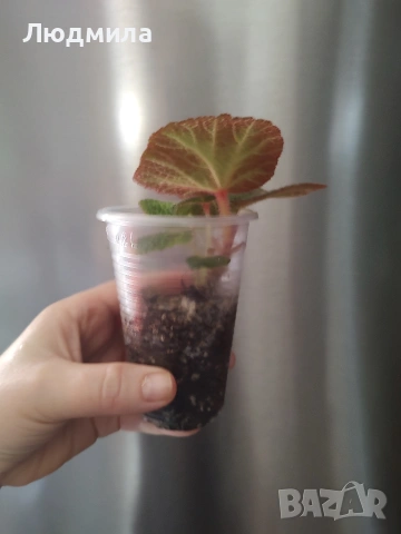 Бегония Соли Мутата/solimutata, снимка 3 - Стайни растения - 53758551