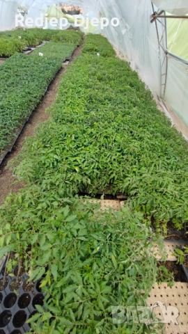 Разсад  Домати и краставици