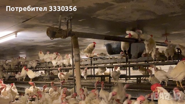 Оборудване за птицеферма за кокошки носачки, снимка 1 - Селскостопанска техника - 38318279