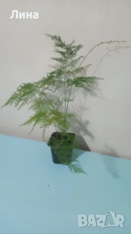 Аспарагус-Мъката на художника(Asparagus setaceus/Asparagus plumosus) 