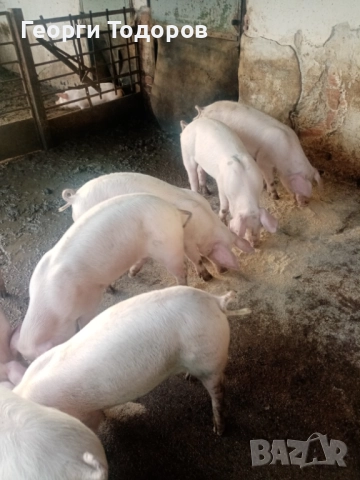 Малки прасенца , снимка 2 - Прасета - 52496583